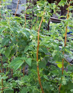 Малина Цветущий куст малины