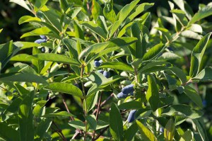 Созревшая жимолость